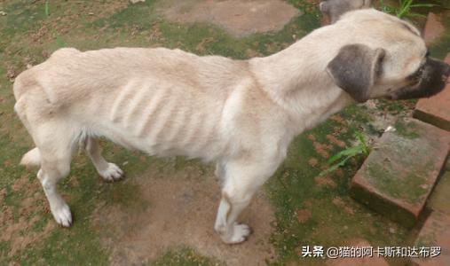 狗狗体内有寄生虫的话 除了排便有虫外 还有什么症状 头条问答