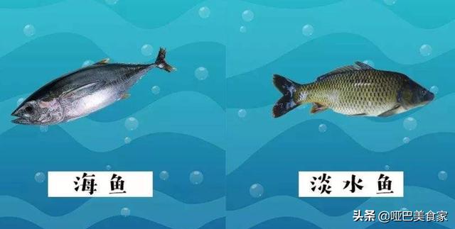 头条问答 海鱼和淡水鱼有什么区别 哑巴美食家的回答 0赞