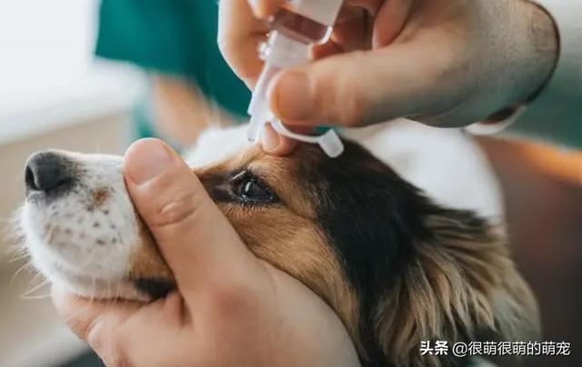京巴犬眼病:小狗眼睛里有白色的粘稠状东西，怎么办？