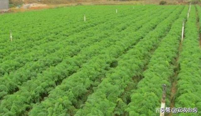 胡萝卜种植,胡萝卜种植需要注意什么？