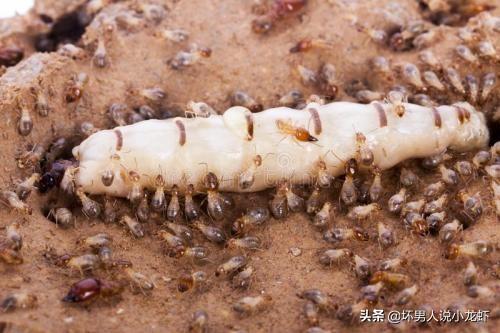 除白蚁:家里发现白蚁怎么办？灭白蚁最有效的方法？