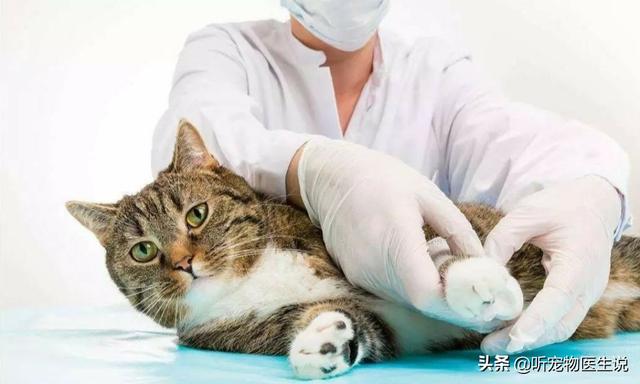 爱心宠物医院:有条件的情况下，如何选择一家适合猫咪的医院？