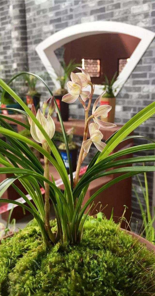 头条问答 - 一百万一苗的天价兰花真的有人买吗?(24个回答)