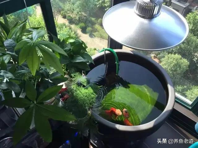 养鱼知识氧气:鱼缸增加氧气能提高水质吗？