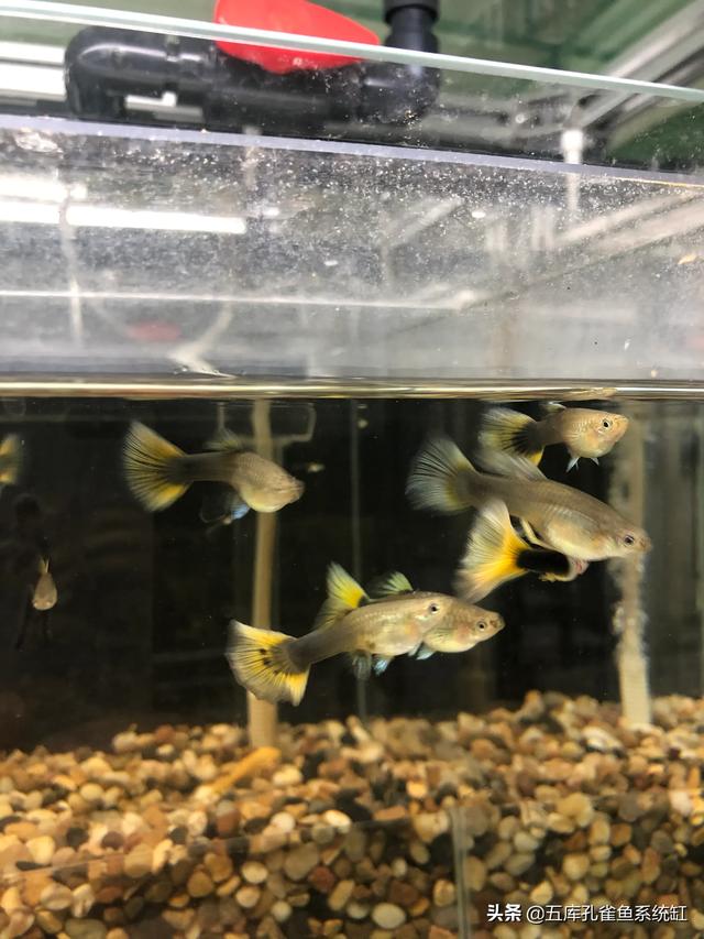 水质稳定剂用法:怎么让水草缸底长满水草？
