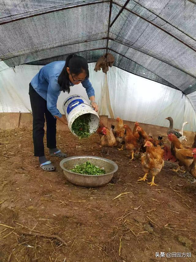 鸡中暑吃什么药见效快:中暑吃什么药见效快 天气热，鸡鸭可以吃什么？