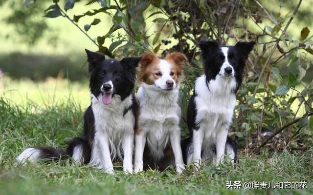 边境牧羊犬性格分析:什么颜色的边牧最好看？怎么养？