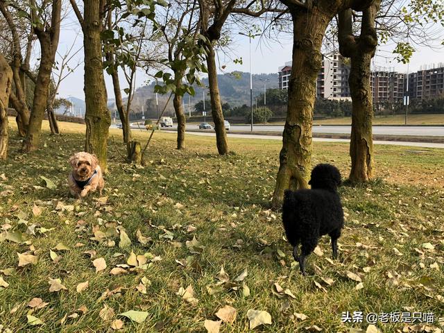 小金毛犬图片:小金毛犬图片大全 小金毛犬得细小有什么症状？