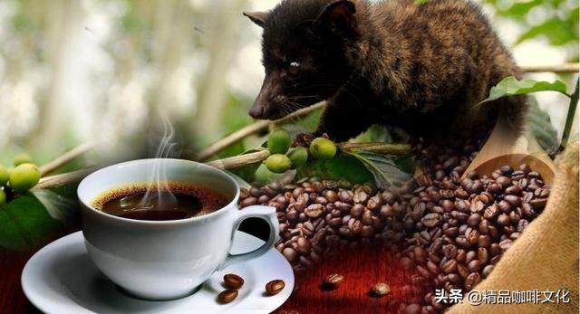 麝猫咖啡:麝香猫咖啡为什么比其他的咖啡还要贵？