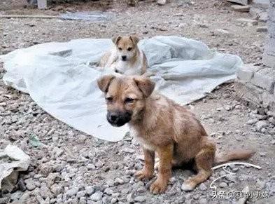 纸箱狗窝图片大全:狗狗晚上总是叫，是怕黑吗？怎么办？