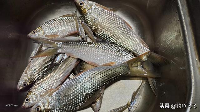 如何钓鲮鱼(如何钓鲮鱼避开罗非)