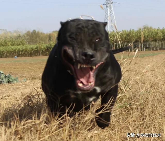 卡南犬幼犬图片:拉布拉多幼犬大概什么价位？