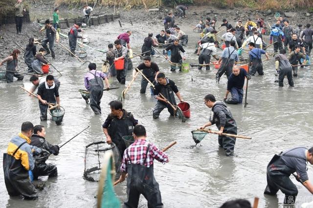 沧州疑现仙女虾:为什么下雨后水里可以长出鱼？他们从哪里来的？