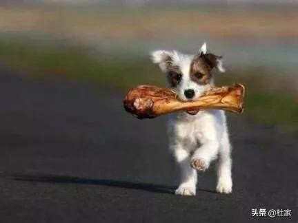 头条问答 狗狗便血怎么办 虹珊瑚的回答 0赞