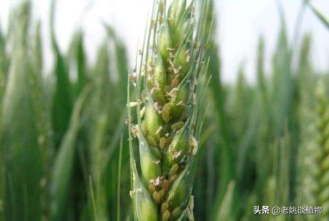 蚜虫怎么防治:蚜虫防治有什么好的办法吗？