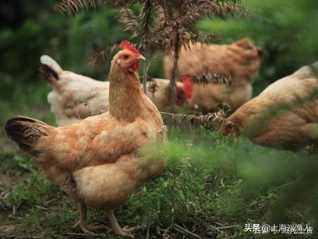 养殖鸟的种类:肉食动物养殖种类 养殖户养鸡都分什么品种？