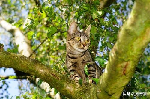 自制清淡猫饭:自制猫饭食谱 蓝猫掉毛严重怎么办，蓝猫突然掉毛好严重怎么办？
