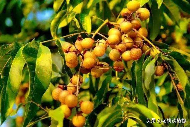 又叫印加无毛犬:太行山上有一种学名无患子，又叫鬼见愁的树吗？有什么药用价值？