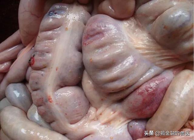 动物疫情测报终端:小猪发热死了去找人解剖说是猪瘟还有心肌炎怎么办？