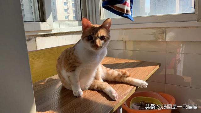 伯曼猫产地:布偶是不是猫界里的颜值第一？ 伯曼猫图片