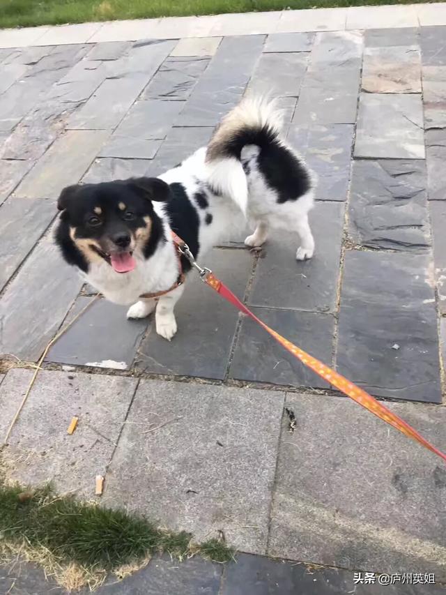 土狗吧:来说说你家狗狗的性格吧？