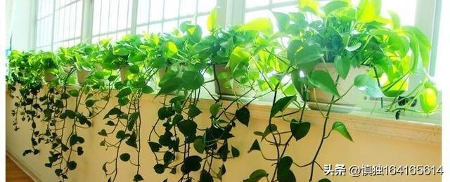 观叶植物营养液花之侣:绿萝黄叶有什么好的营养液吗？