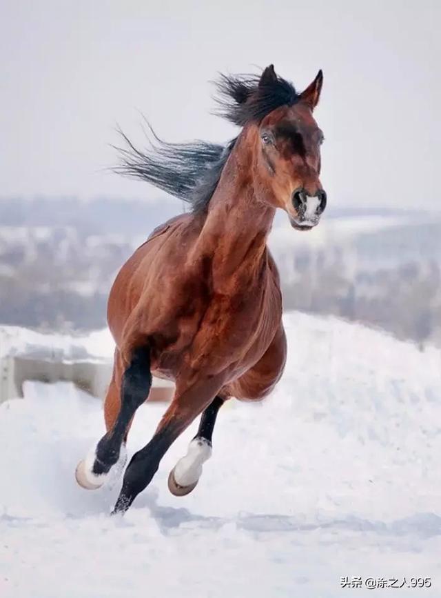 色彩调配: 色彩由3原色组成:红,蓝,黄(不包括白色) 这3色可以组成