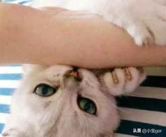 小孩狂犬病的早期症状:小孩被家猫咬到手需要打疫苗吗？ 小孩狂犬病的早期症状有哪些