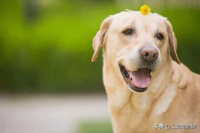 金毛犬与拉不拉多犬:大金毛和拉布拉多哪个刚更有活力？