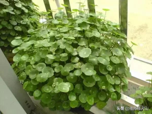 铜钱草的养殖方法和注意事项视频:铜钱草长得东倒西歪的，是为什么？