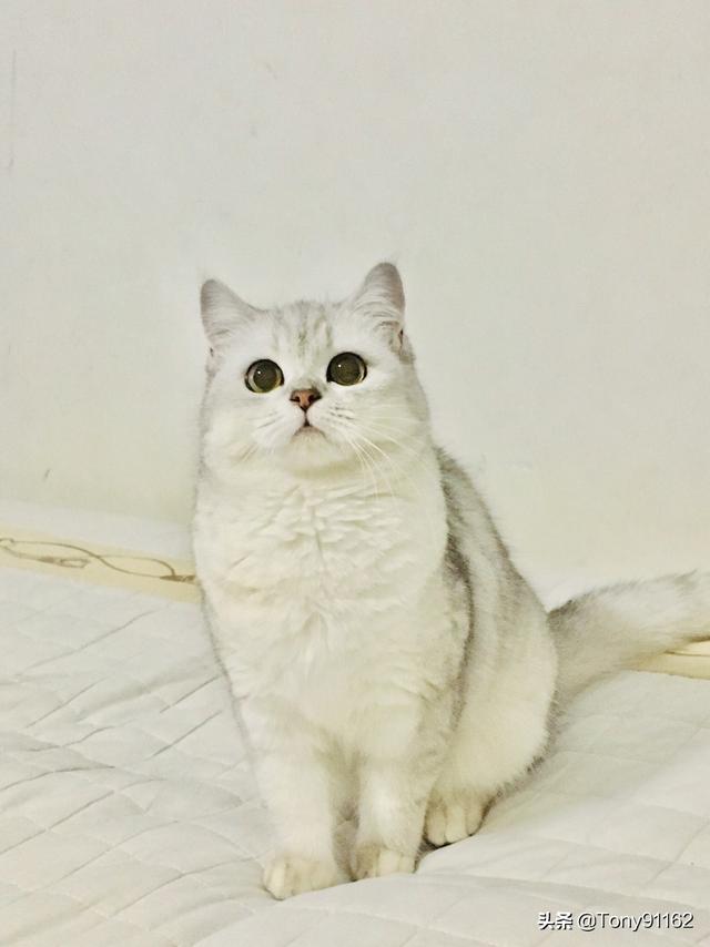 银渐层的猫咪脸尖是什么原因？该怎么让银渐层脸变圆？