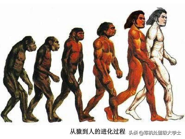 尾巴的作用:有哪些动物的尾巴有什么作用？
