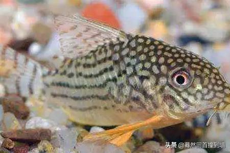 热带淡水观赏鱼图片和名称:胎生热带鱼的种类有哪些？