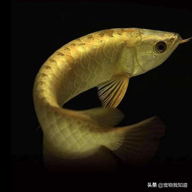 头条问答 - 最近想入手一条金龙鱼或者红龙鱼,怎么挑选才能不被坑?