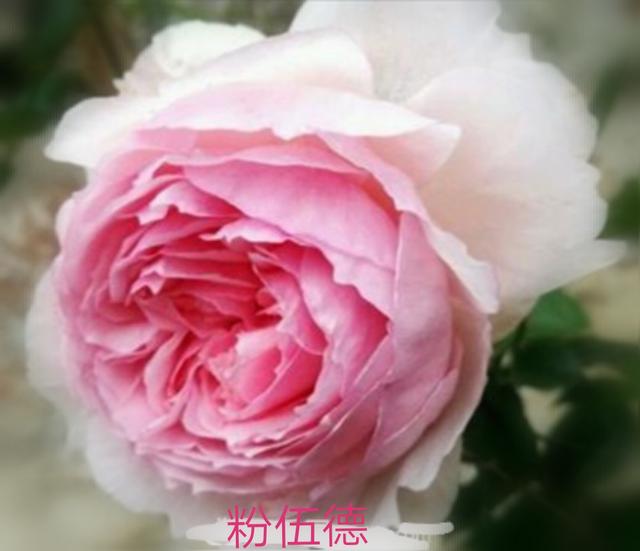 优秀月季花品种介绍百度网:名贵月季十大品种是哪些品种？