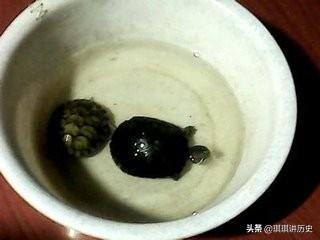 养巴西龟放多少水图解:巴西龟吃什么要放在水里养吗？