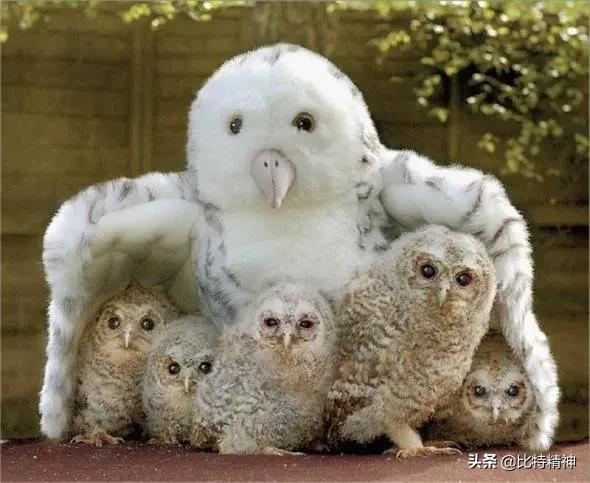 野生猫头鹰的生活习性:猫头鹰是让人敬畏的动物，你喜欢吗？ 猫头鹰特点和生活习性
