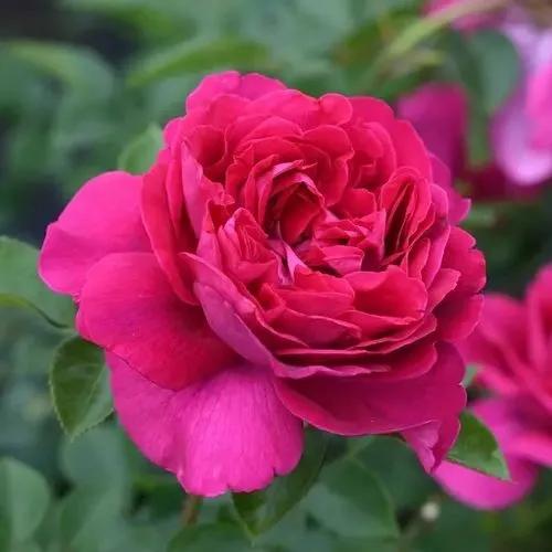 最香的几款月季品种是什么？插图70