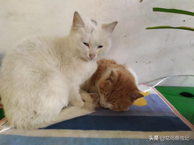 猫咪为什么会吐，“猫咪经常会呕吐”是误解吗，为什么