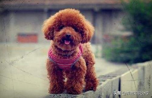各类宠物狗的价格和图片:中华田园犬和宠物狗，区别在哪？如果是你，你会想养哪种狗？