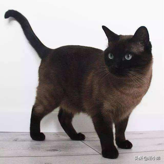 养猫记 by angelo:小猫从几个月开始养最好养，长大最亲人？