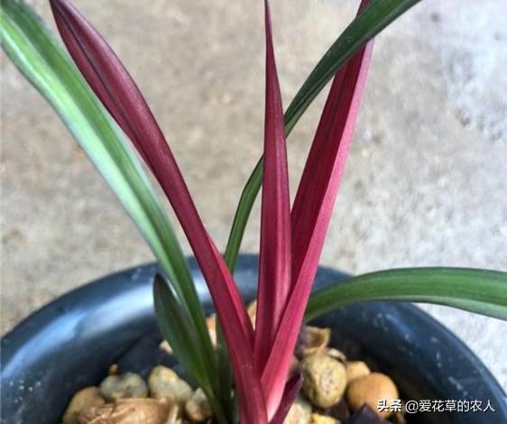 建兰吧:建兰红草红荷新手好养活吗？应该注意什么？