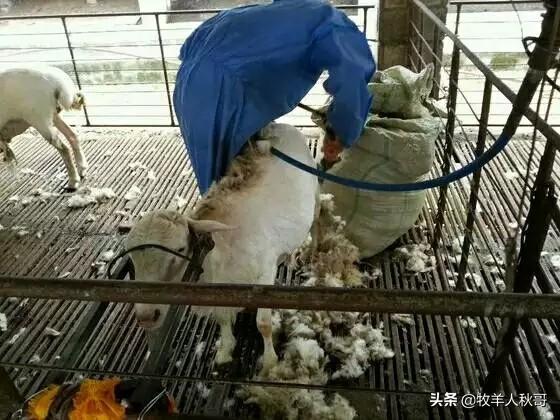 怀孕母羊能剪羊毛吗？