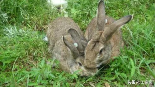 四川宠物兔养殖基地:四川人一年要吃3亿只兔子是真的吗？ 四川最大养兔基地详细地址