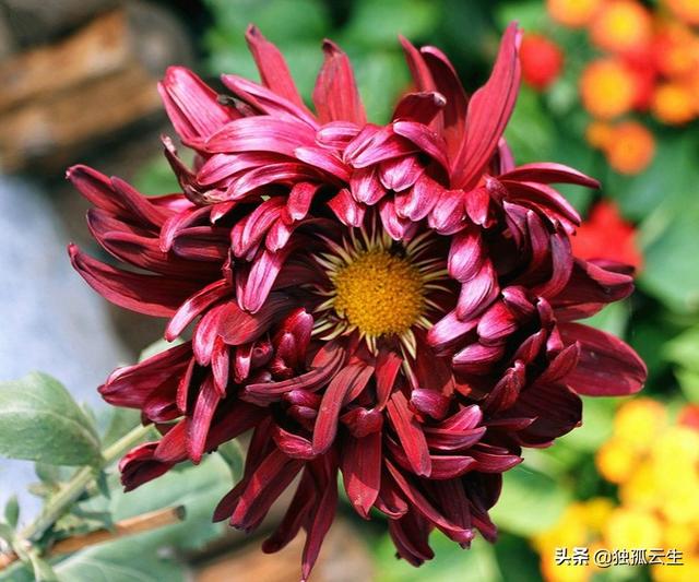 菊花的象征意义:菊花有什么品种、寓意习性？