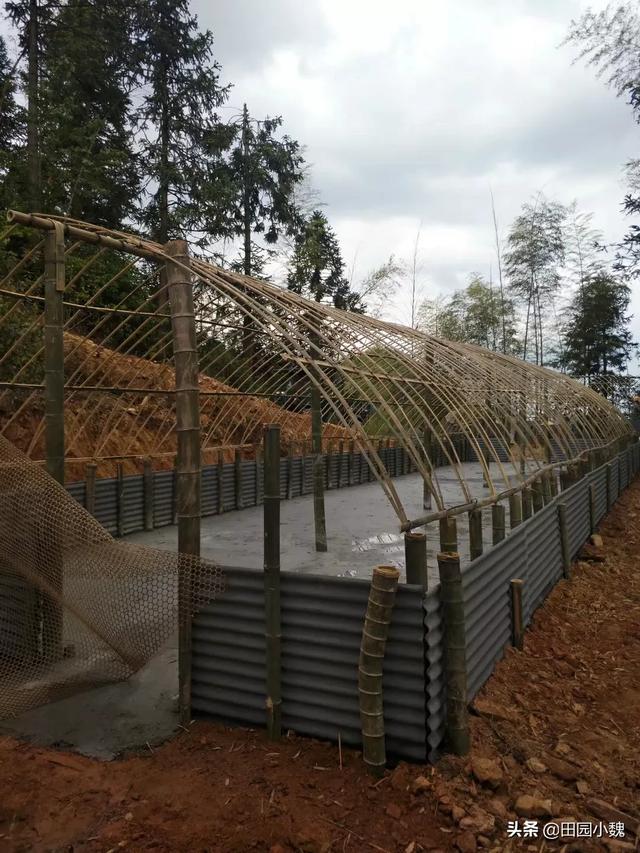 头条问答 - 走地鸡的鸡棚怎么搭建?(21个回答)