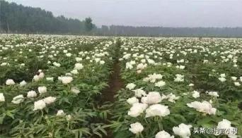 目前的农村种植什么利润高,市场需求量大？