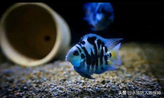 鹦鹉鱼繁殖:迷你鹦鹉鱼繁殖屋是泥烧的，有味对鱼有影响吗？