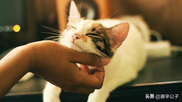 家猫多久能适应新主人:一岁半的猫咪今天刚来家里，怎么让它快速适应？ 成年猫一般多久可以适应新主人