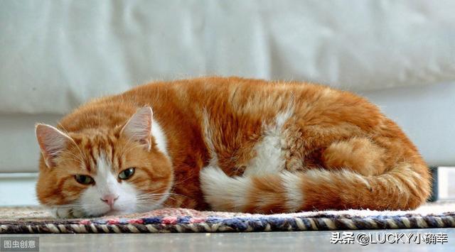 宠物除味剂信息:猫窝用什么消毒水去味？猫窝用消毒水能去味吗？ 宠物除味剂有用吗